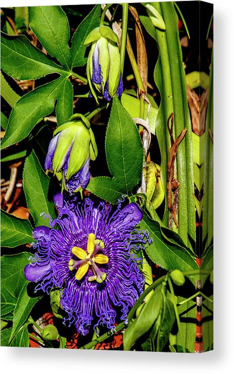 Passion Canvas Print featuring the photograph Purple Passionflower by Bill Barber