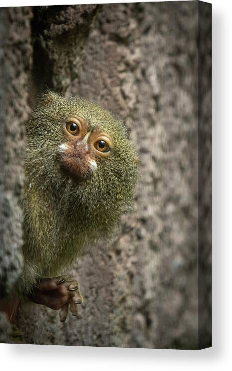 Pygmy Canvas Print featuring the photograph Pygmy Marmoset Monkey by Nigel R Bell