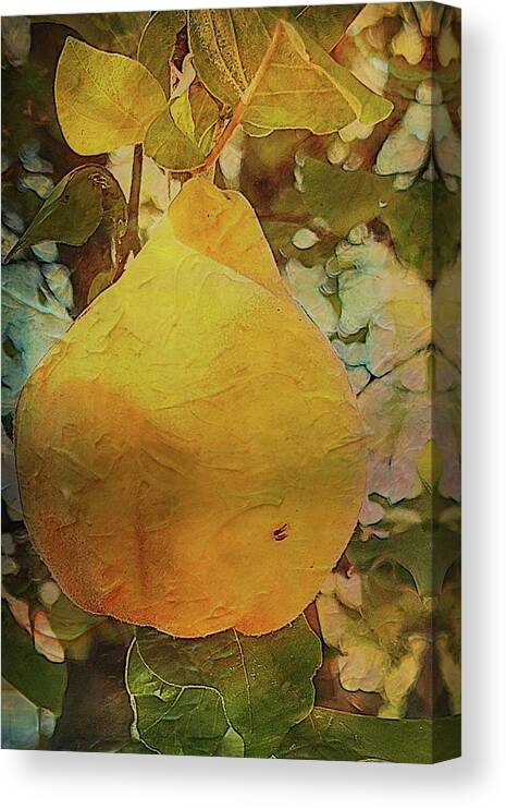 Cydonia Oblonga Canvas Print featuring the photograph Quince Cydonia oblonga by Mary Lee Dereske