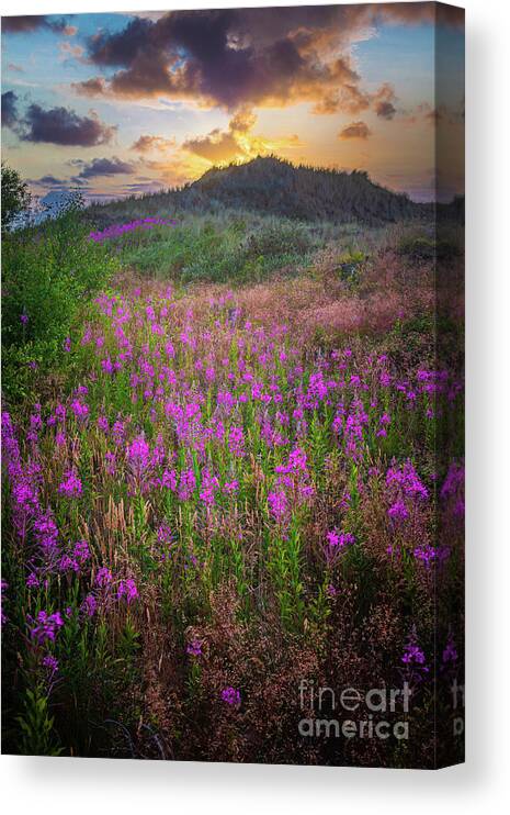 Danish Canvas Print featuring the photograph Raabjerg Fireweeds by Inge Johnsson