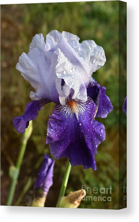 Purple Flowers Canvas Print featuring the digital art Rain on Beauty by Yenni Harrison