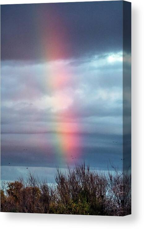 Rainbow Canvas Print featuring the photograph Rainbow at Gilbert Riparian 012121 by Tam Ryan