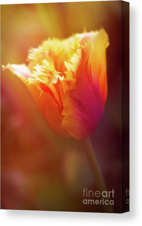 Fringed Tulip Canvas Print featuring the photograph Ray of Beauty by Venetta Archer