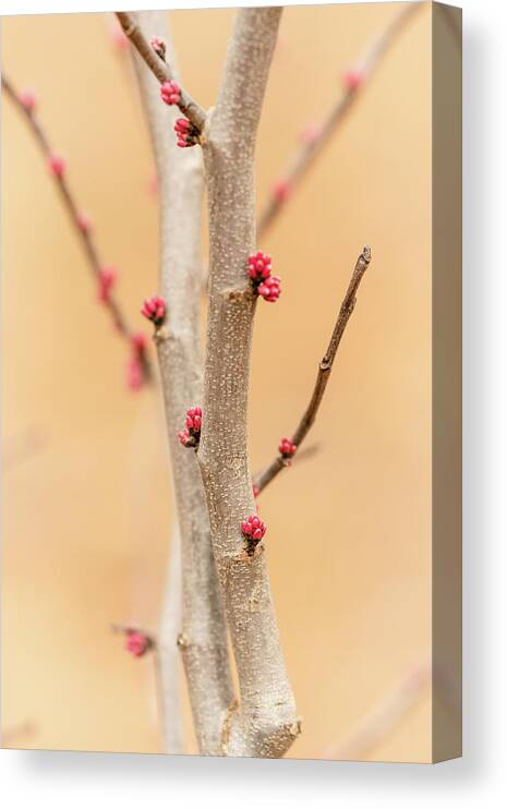Eastern Red Bud Tree Canvas Print featuring the photograph Red Bud Buds 3 by Joni Eskridge