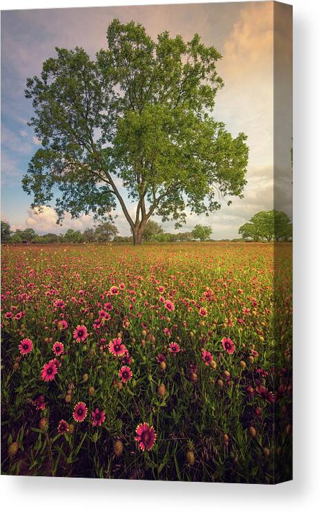 Indian Blanket Canvas Print featuring the photograph Red Carpet by Slow Fuse Photography