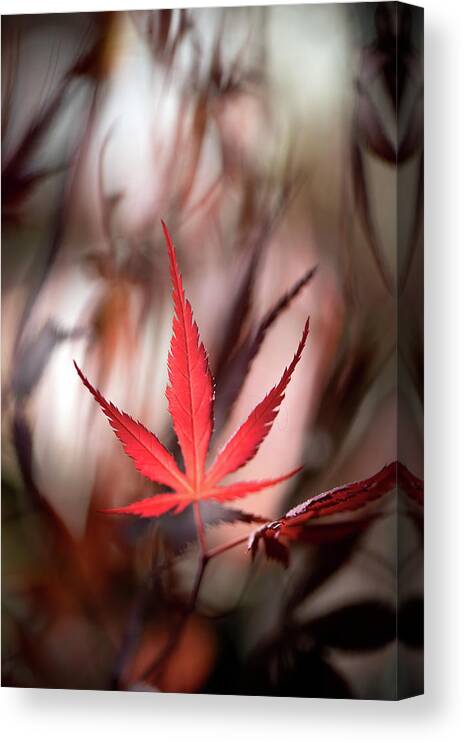 Leaves Canvas Print featuring the photograph Red Flame by Philippe Sainte-Laudy