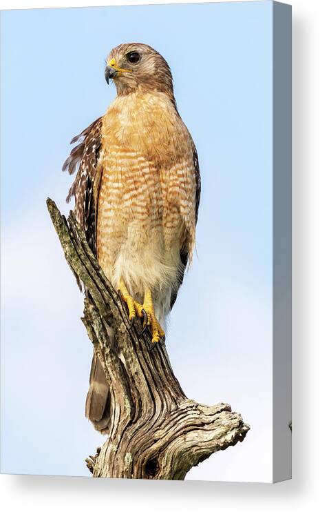  Canvas Print featuring the photograph Red Shouldered Hawk by Jim Miller
