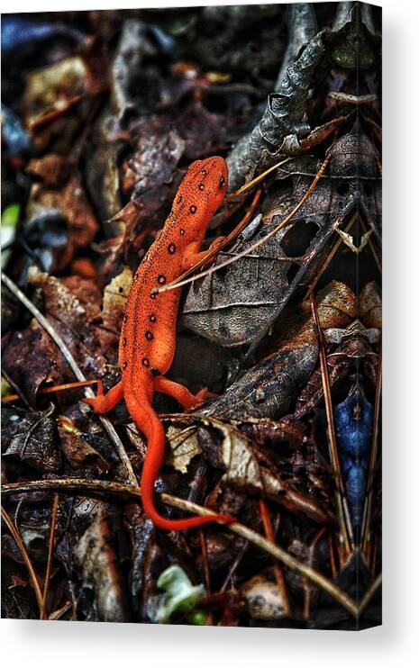 Photo Canvas Print featuring the photograph Red Spotted Newt by Evan Foster