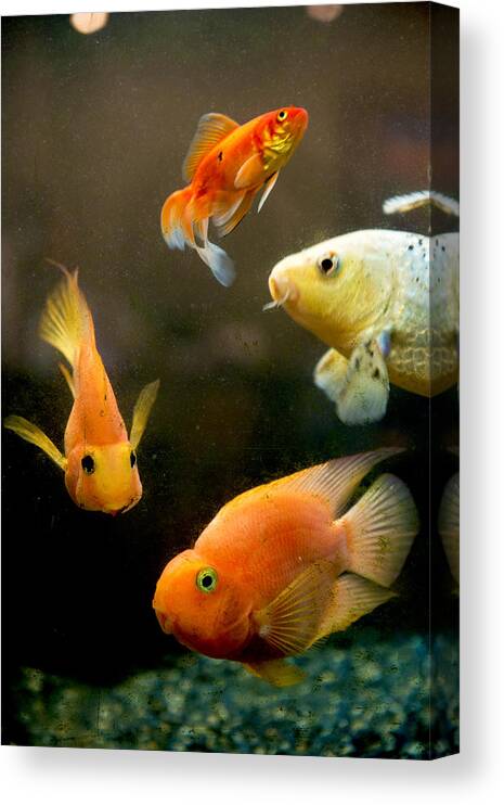 Pets Canvas Print featuring the photograph Redfish and Aquarium by Feifei Cui-Paoluzzo