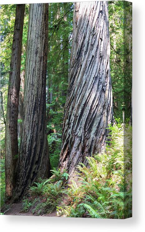 Redwood Canvas Print featuring the photograph Redwood NP observation no. 969 by Jonathan Babon