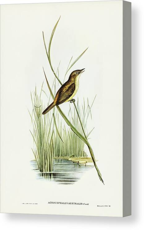 Reed Warbler Canvas Print featuring the drawing Reed Warbler, Acrocephalus Australis by John Gould
