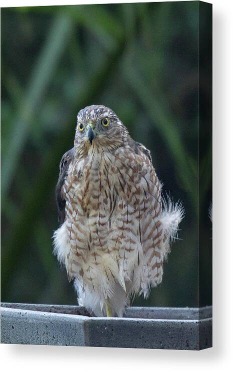 Hawk Canvas Print featuring the photograph Resting Cooper's Hawk by Patricia Schaefer