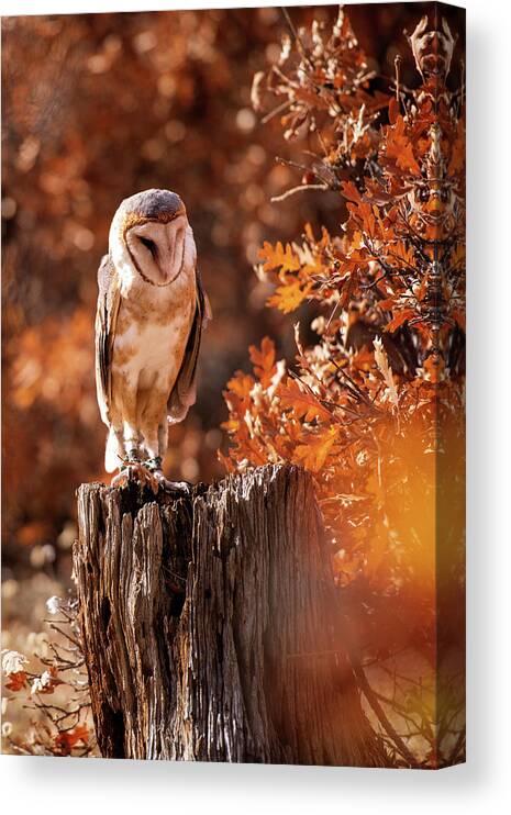Owls Canvas Print featuring the photograph Resting by Elin Skov Vaeth