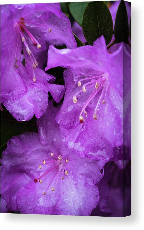 Flowers Canvas Print featuring the photograph Rhododendron by Stephen Russell Shilling