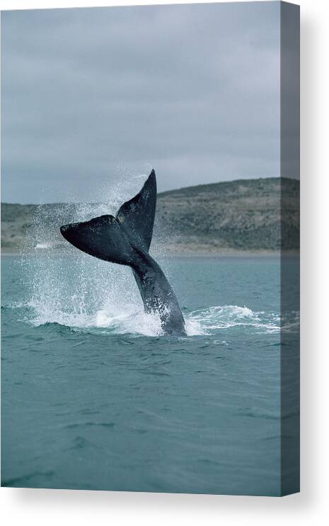00083997 Canvas Print featuring the photograph Right Whale Tail Lobbing by Flip Nicklin