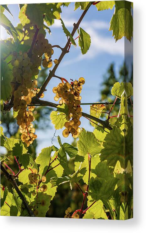 Landscape Canvas Print featuring the photograph Ripe Grapes Hanging in the Afternoon Sun by Chad Dikun
