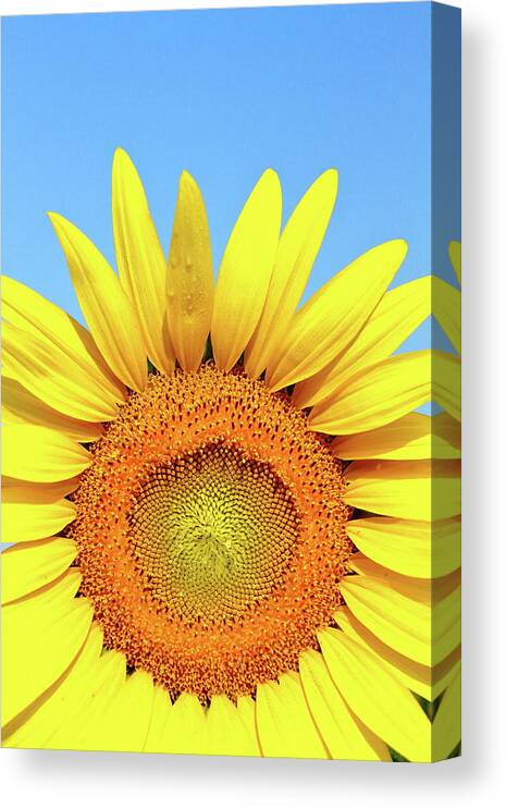 Sunflower Canvas Print featuring the photograph Rise And Shine by Lens Art Photography By Larry Trager