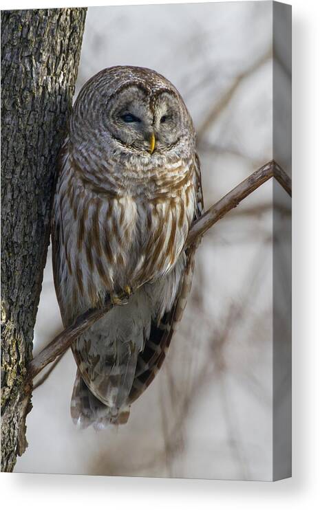 Barred Owl Photograph Canvas Print featuring the photograph Roadside Barred Owl by Timothy McIntyre