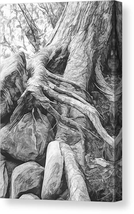 Tree Canvas Print featuring the digital art Roots and Rocks 1 by Nancy De Flon
