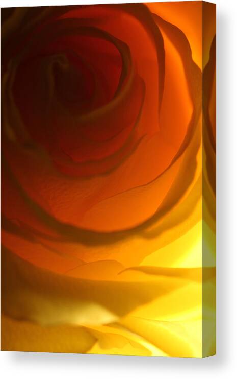 Macro Canvas Print featuring the photograph Rose 2321 by Julie Powell