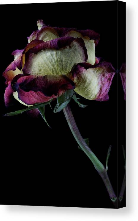 Macro Canvas Print featuring the photograph Rose 3092 by Julie Powell