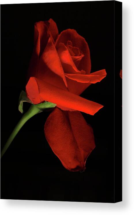 Macro Canvas Print featuring the photograph Rose 8702 by Julie Powell