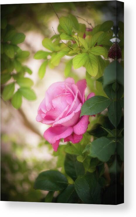 Rose Canvas Print featuring the photograph Rose in the Light by Philippe Sainte-Laudy