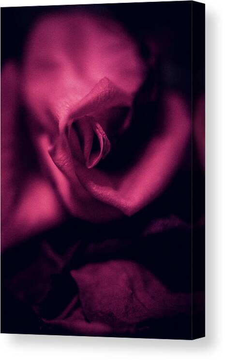 Flower Canvas Print featuring the photograph Rose in vertical by Anamar Pictures