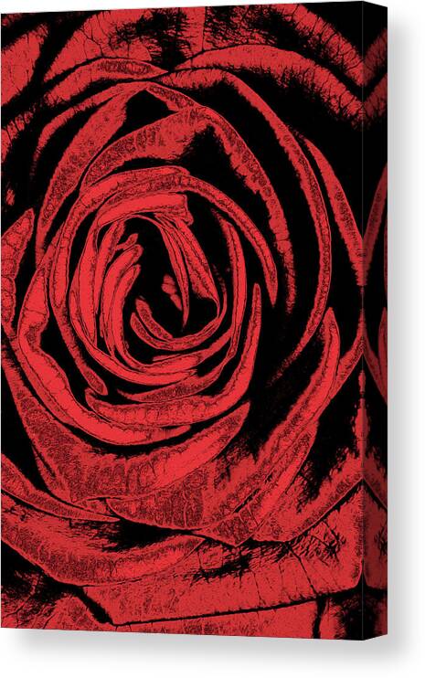 Rose Canvas Print featuring the digital art Rose by MPhotographer