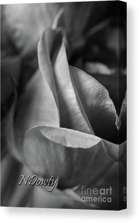 Rose Petals Bw Canvas Print featuring the photograph Rose Petals BW by Natalie Dowty