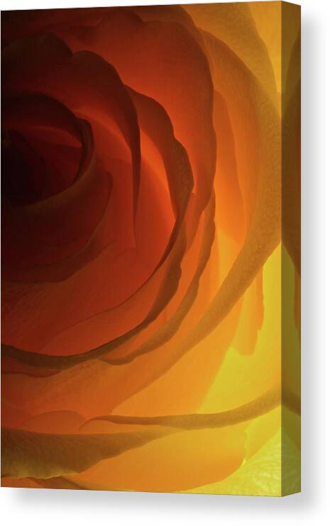 Macro Canvas Print featuring the photograph Rose Yellow 2295 by Julie Powell