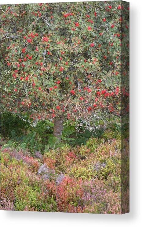 Landscape - Scenery Canvas Print featuring the photograph Rowan Tree, Bilberries and Heather by Anita Nicholson