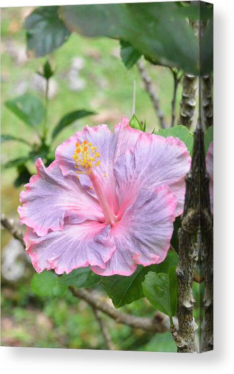 Flower Canvas Print featuring the photograph Ruffled Purple Pink Hibiscus by Amy Fose