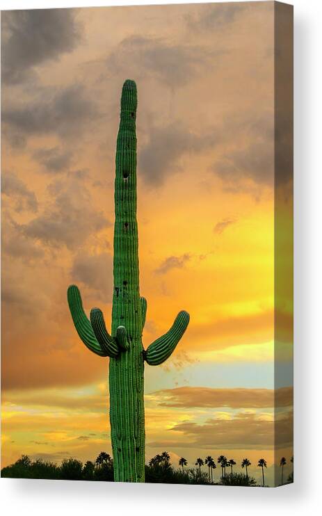 Mark Myhaver Photography Canvas Print featuring the photograph Saguaro East of Sunset 24899 by Mark Myhaver