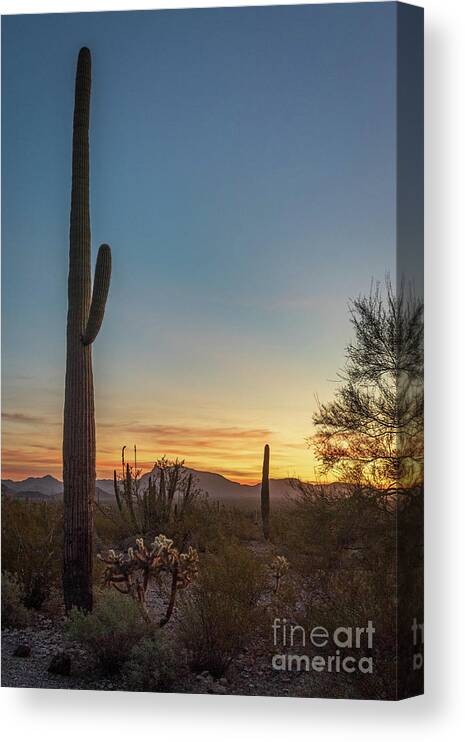Desert Canvas Print featuring the photograph Saguaro Sunset by Jeff Hubbard