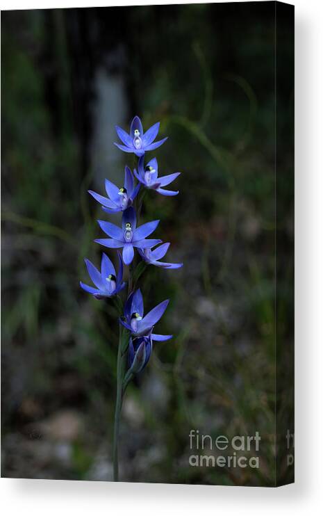 Orchid Canvas Print featuring the photograph Scented Sun Orchid - thelymitra macrophylla 2 by Elaine Teague