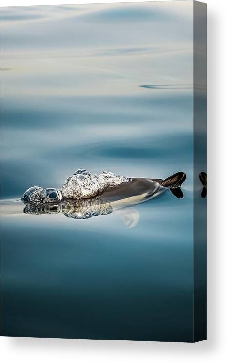 Dolphin Canvas Print featuring the photograph Serenity by Sina Ritter
