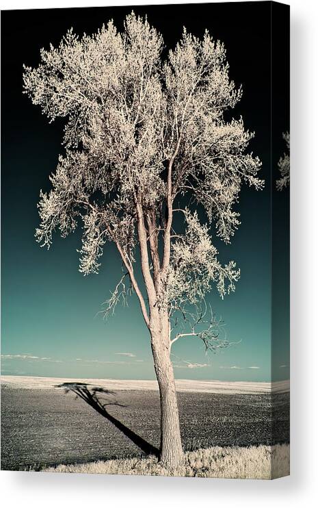 Tree Canvas Print featuring the photograph Shadowscape - A lone tall cottonwood casts a long shadow on ND field by Peter Herman