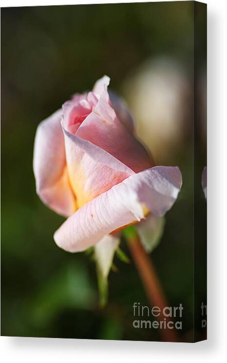 Abraham Darby Rose Flower Canvas Print featuring the photograph Shy Pink Rose Bud by Joy Watson