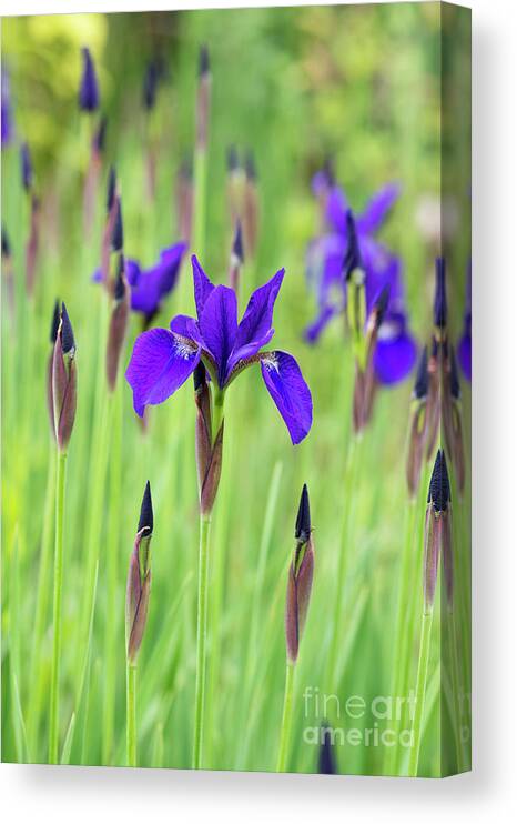Iris Sibirica Canvas Print featuring the photograph Siberian Flag Iris Caesars Brother in Spring by Tim Gainey