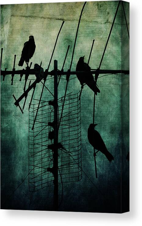 Crows Canvas Print featuring the photograph Silent Threats by Andrew Paranavitana