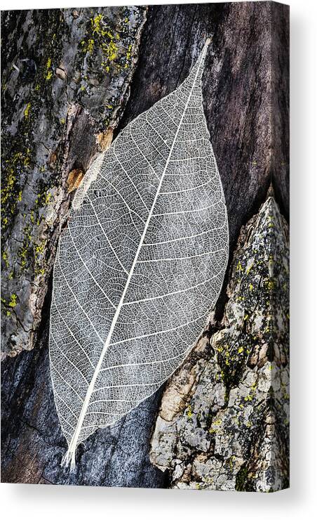 Skeleton Leaf Canvas Print featuring the photograph Skeleton Leaf On Tree Trunk by Gary Slawsky