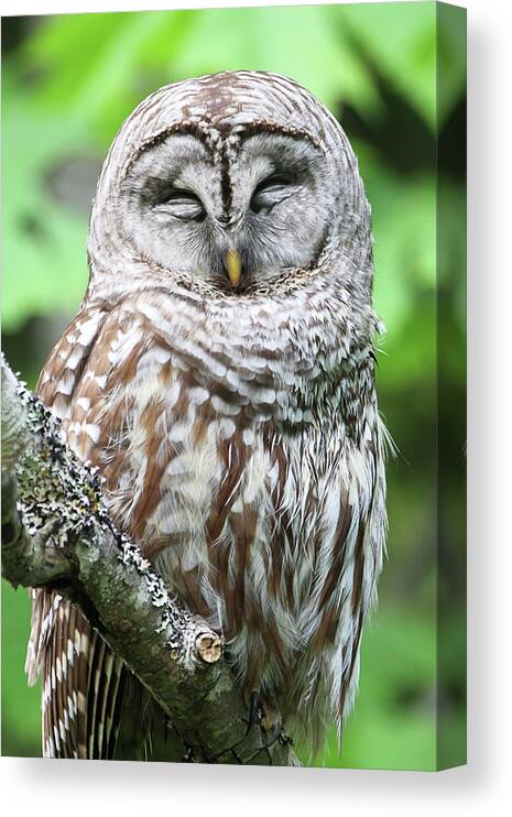 Barred Owl Canvas Print featuring the photograph Sleeping Owl - Vertical by Peggy Collins