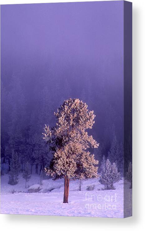 Dave Welling Canvas Print featuring the photograph Snow Covered Fir Tree Yellowstone National Park by Dave Welling
