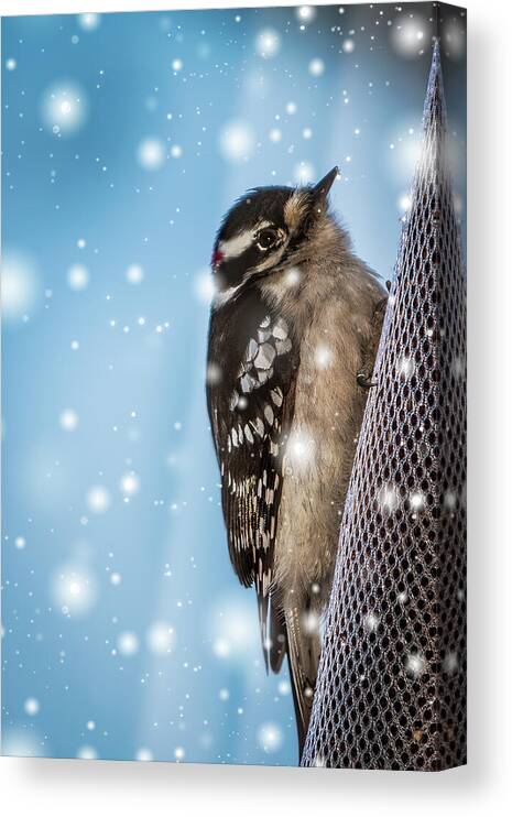 Woodpecker Canvas Print featuring the photograph Snowy Downy Woodpecker by Patti Deters