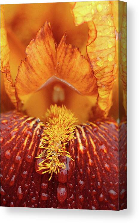 Flower Canvas Print featuring the photograph Soggy Iris by Lens Art Photography By Larry Trager