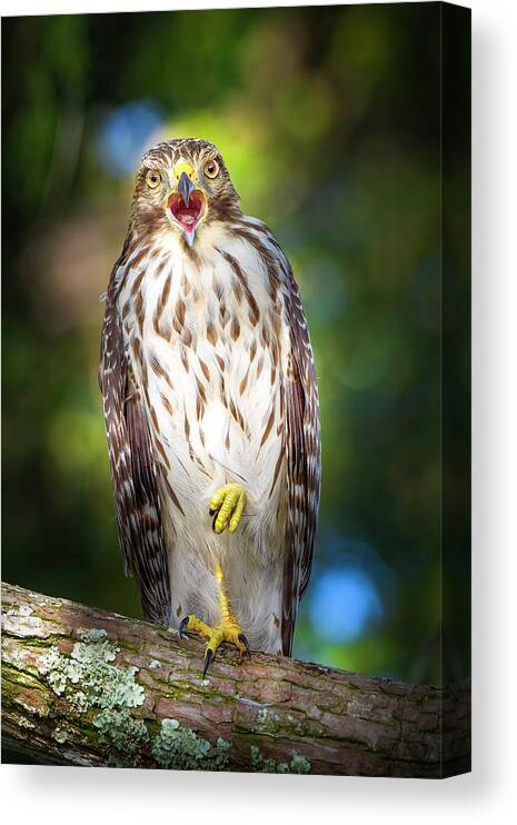 Red Shouldered Hawk Canvas Print featuring the photograph Song of the Hawk by Mark Andrew Thomas
