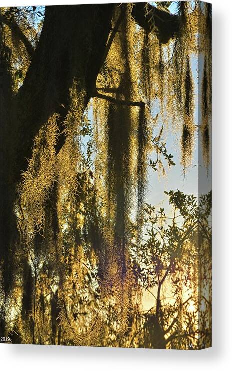 Spanish Moss Vertical 2 Canvas Print featuring the photograph Spanish Moss Vertical 2 by Lisa Wooten