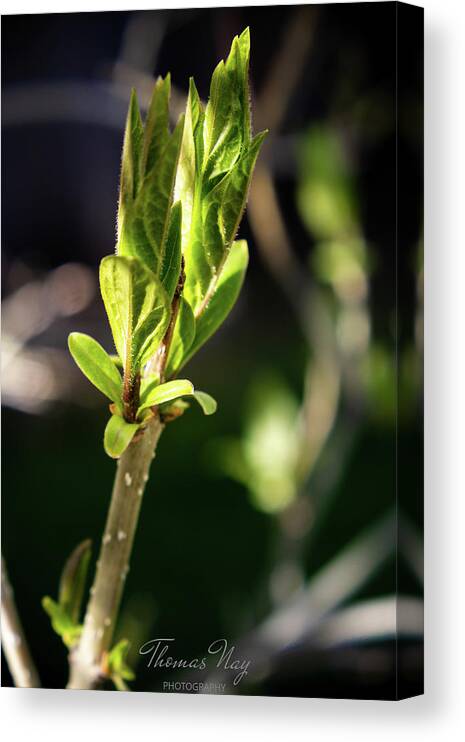 Blossom Canvas Print featuring the photograph Spring by Thomas Nay