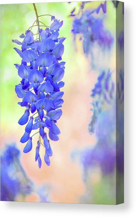Flowers Canvas Print featuring the photograph Spring Wisteria In Mississippi by Jordan Hill